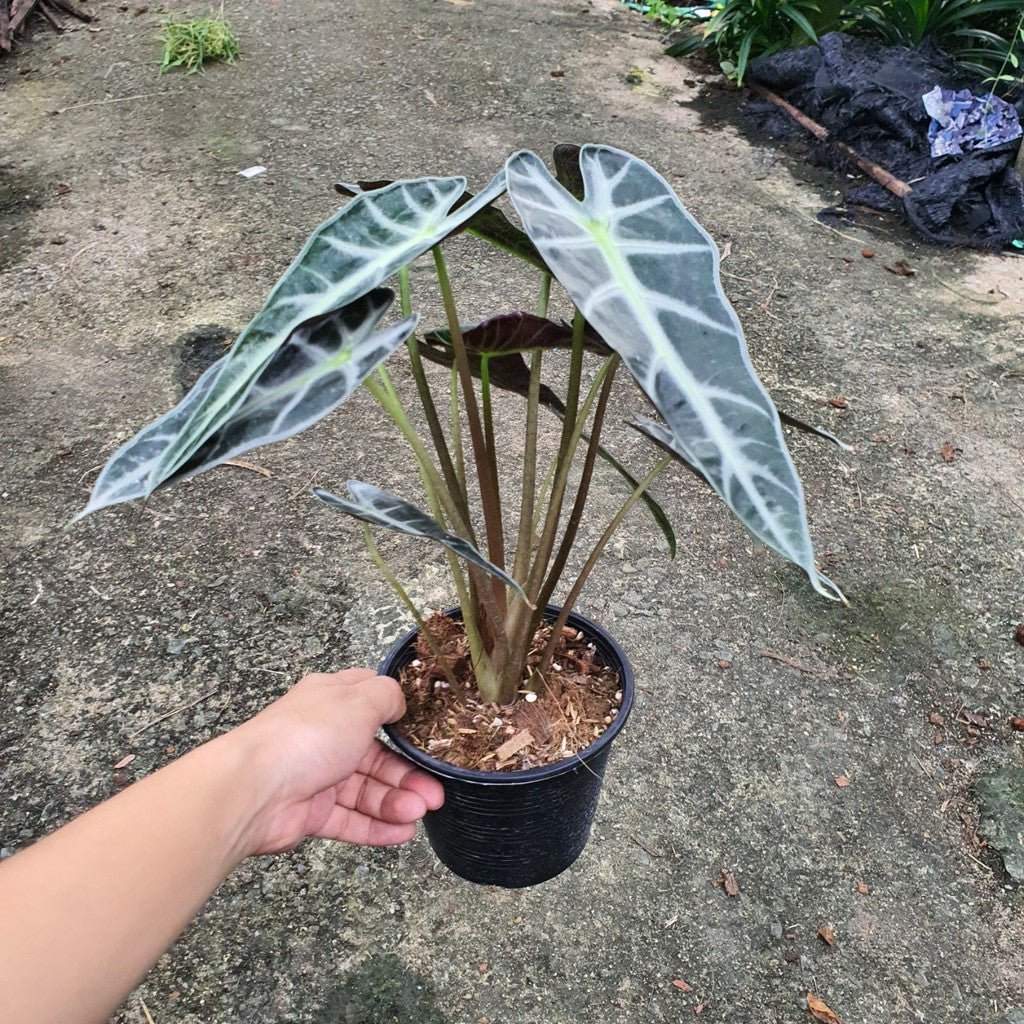 ชื่อสินค้าที่ตั้งใหม่ รายละเอียดสินค้า แก้วสารพัดนึก (Alocasia Bambino) ไม้มงคลฟอร์มกอในกระถางพร้อมตั้ง - Pamathegardener