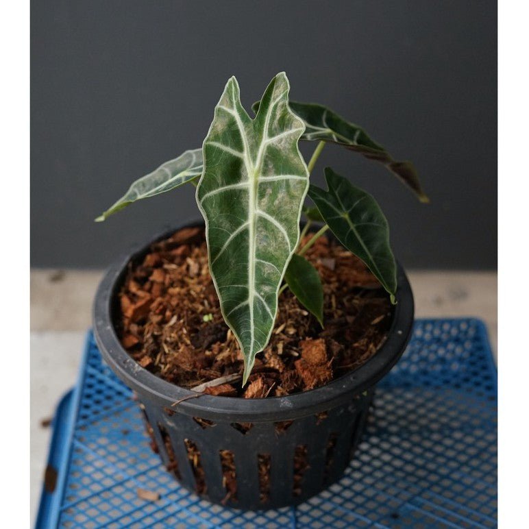 ชื่อสินค้าที่ตั้งใหม่ รายละเอียดสินค้า แก้วสารพัดนึก (Alocasia Bambino) ไม้มงคลฟอร์มกอในกระถางพร้อมตั้ง - Pamathegardener