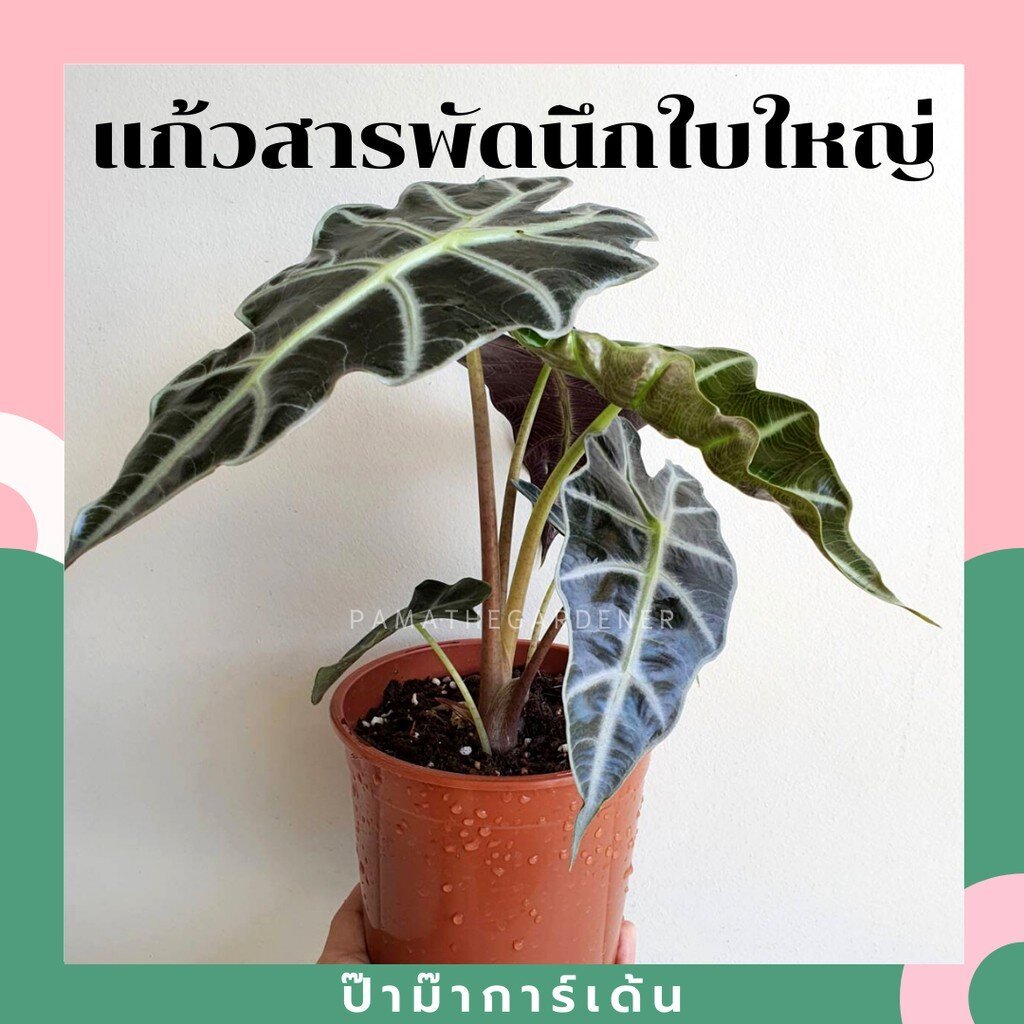 ชื่อสินค้าที่ตั้งใหม่ รายละเอียดสินค้า แก้วสารพัดนึก (Alocasia Bambino) ไม้มงคลฟอร์มกอในกระถางพร้อมตั้ง - Pamathegardener