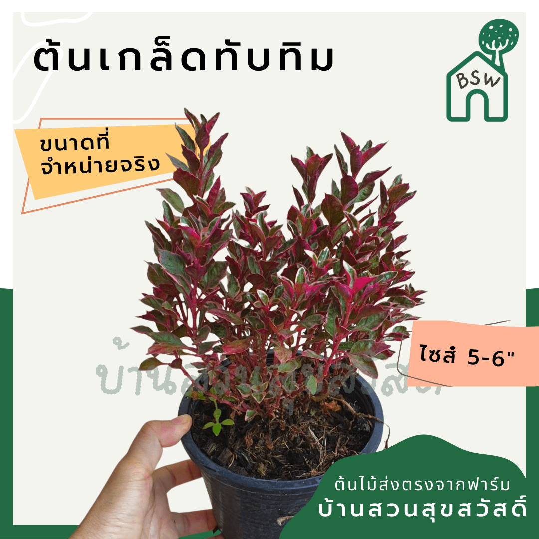 เกล็ดทับทิม (Alternanthera Dentata 'Ruby') ไม้แดดทรงพุ่มในกระถาง 5 - 6 นิ้ว - Pamathegardener