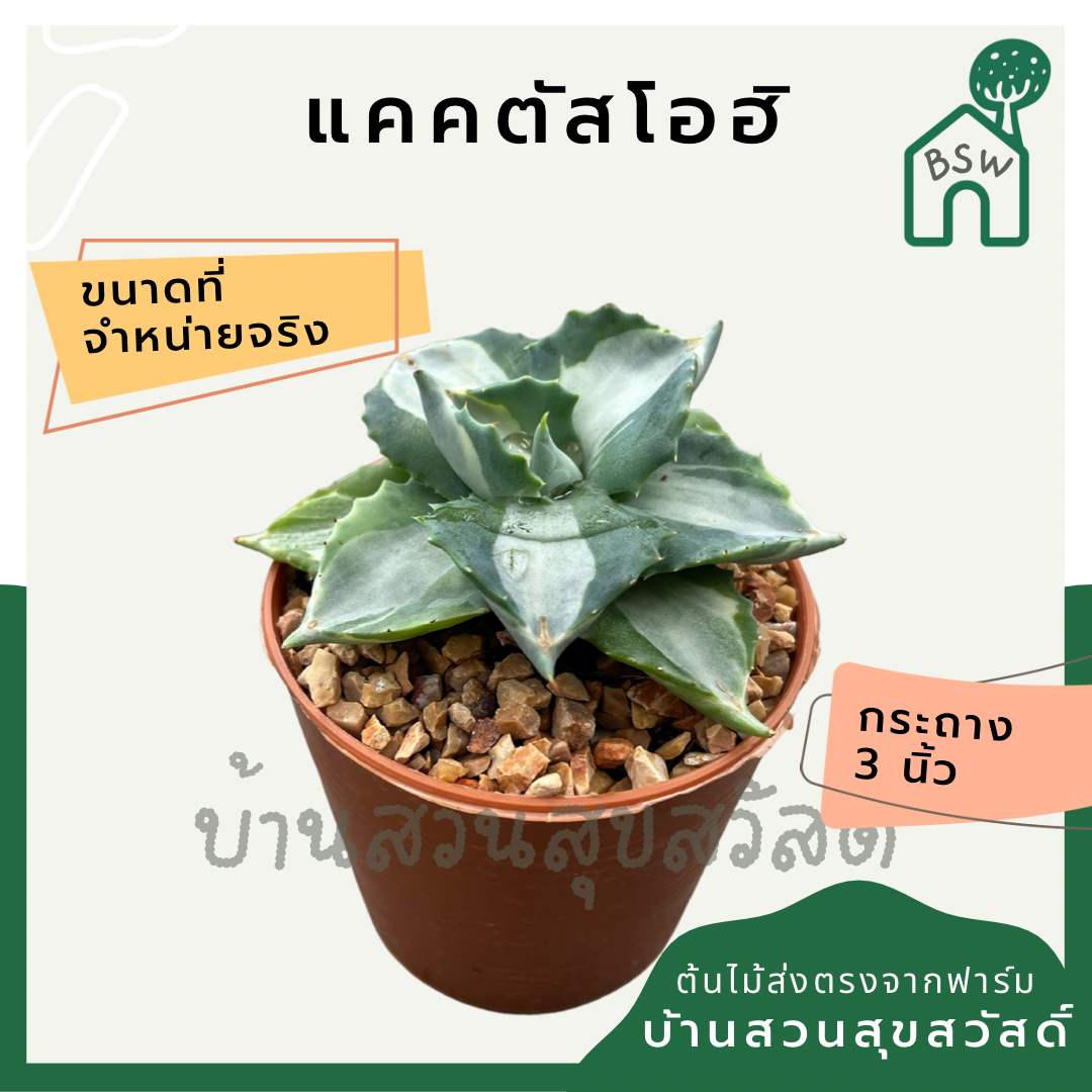 แคคตัสโอฮิ กระบองแคคตัสโอฮิ (Cereus Peruvianus) กระบองเพชรในกระถางพร้อมตั้ง
