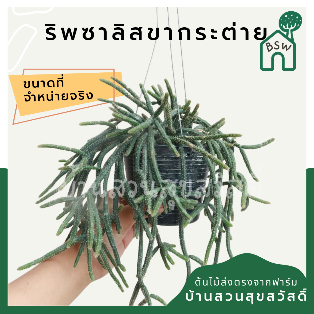ริพซาลิส ขากระต่าย มาในกระถางพร้อมตั้ง
