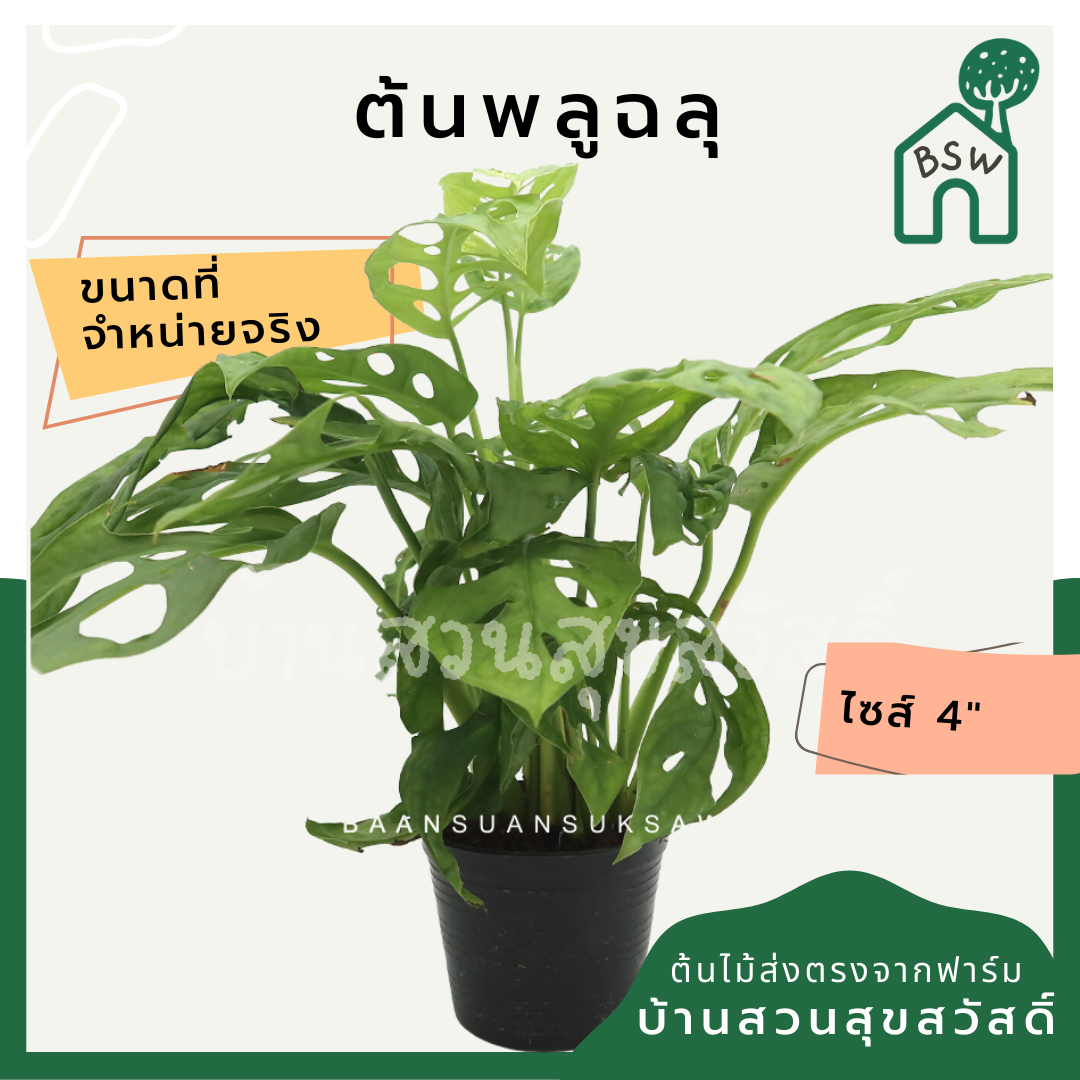 พลูฉลุ (Monstera Adansonii) ไม้ฟอกอากาศรูปร่างสวยในกระถางพร้อมตั้ง