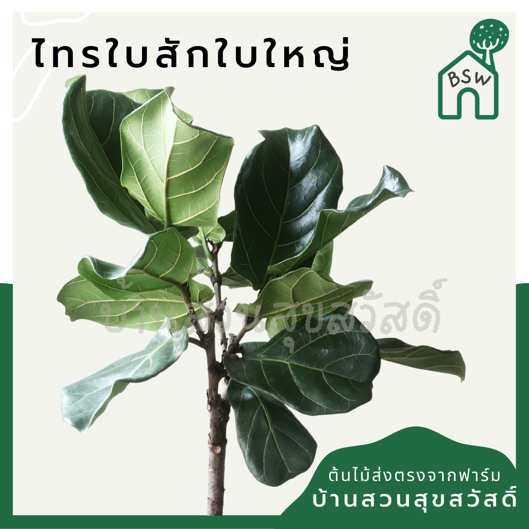 ต้นไทรใบสัก มาในกระถางพร้อมตั้ง