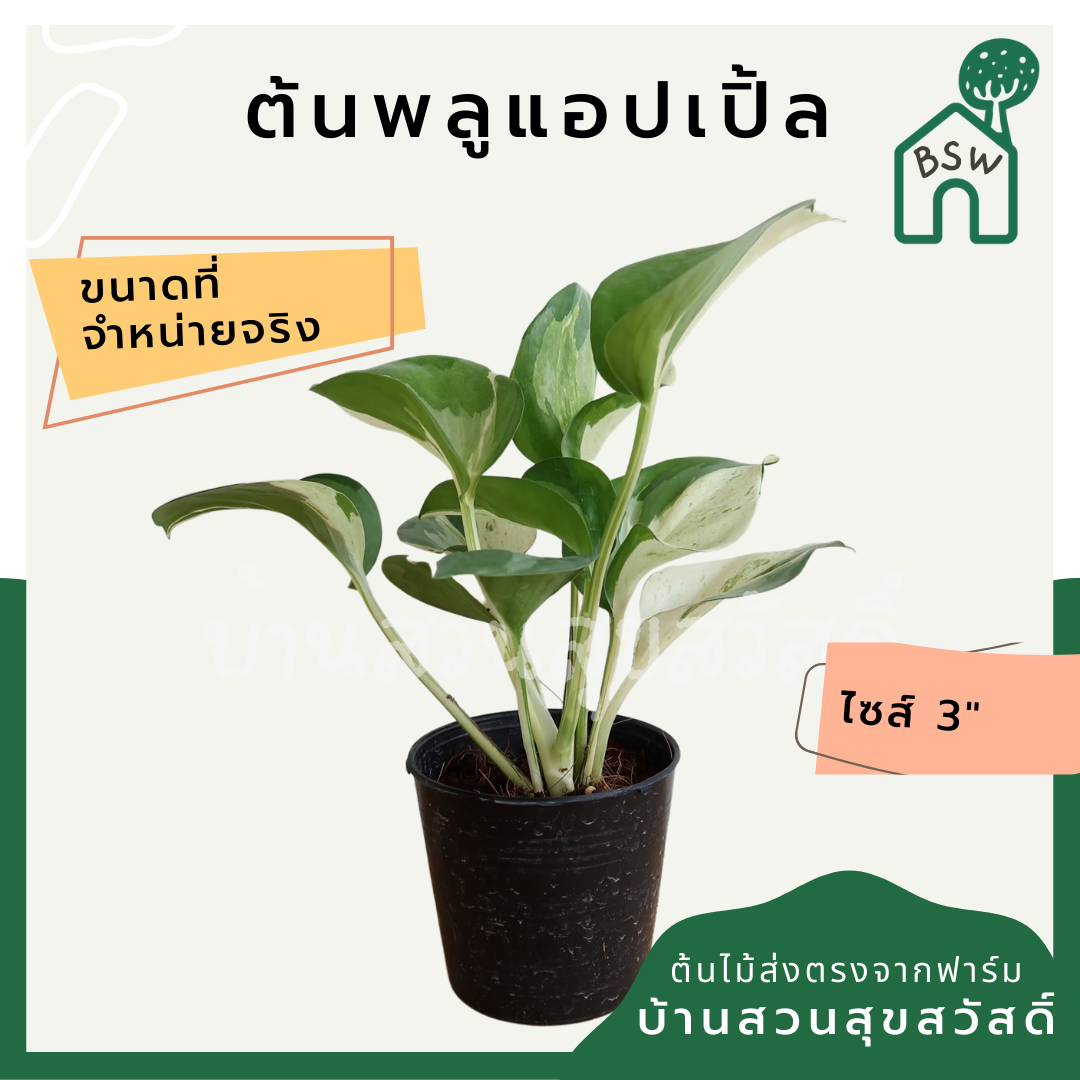 พลูแอปเปิ้ล (Pothos 'Apple') ไม้ใบสวยในกระถาง 4 นิ้ว