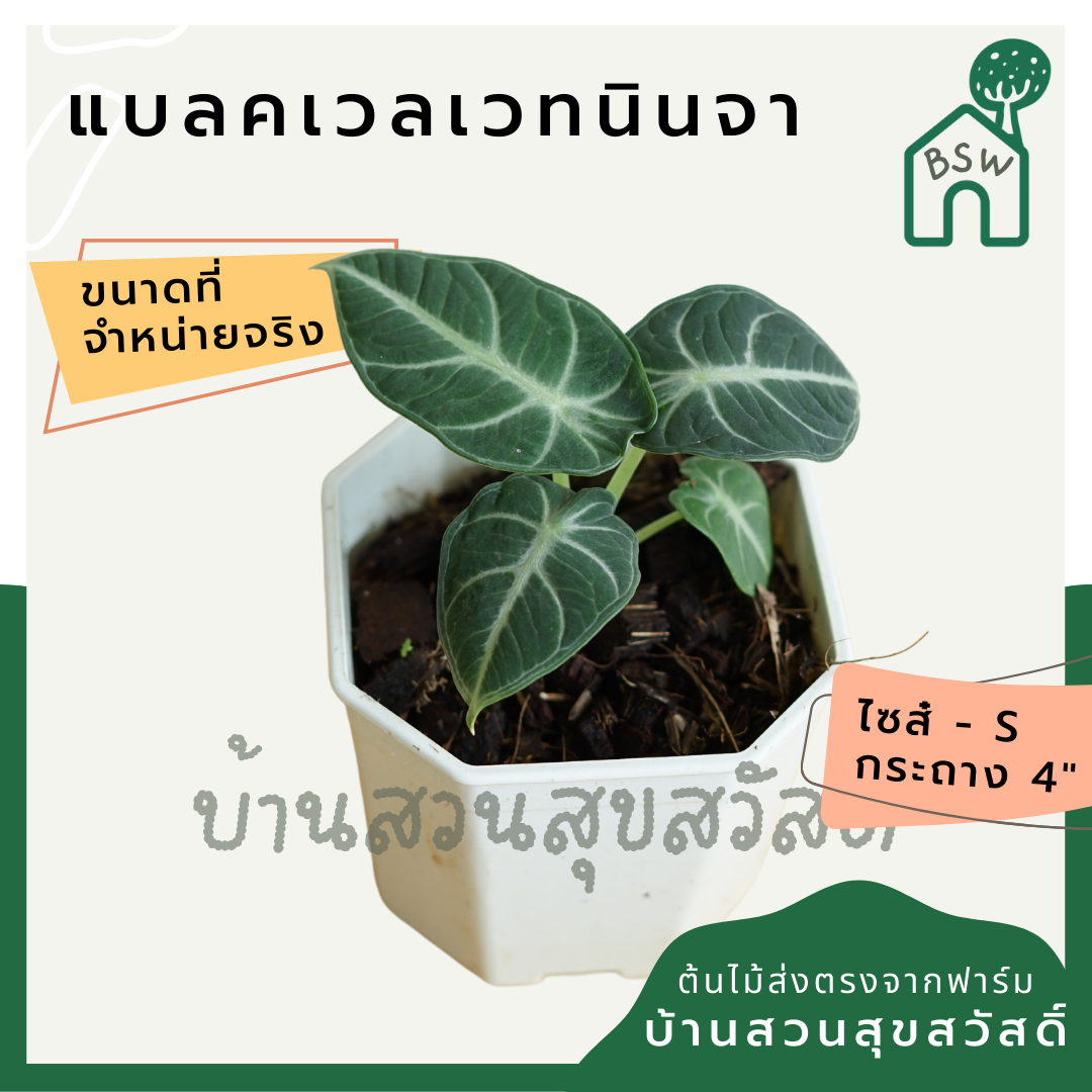 อโลคาเซีย แบลคเวลเวท (Alocasia Reginula) ใบกำมะหยี่ในกระถาง 4 นิ้ว