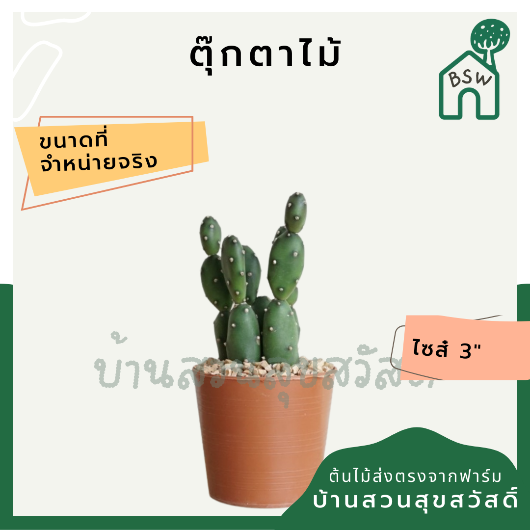 แคคตัสตุ๊กตาไม้ (Opuntia 'Monstrosa') กระบองเพชรในกระถางพร้อมตั้ง