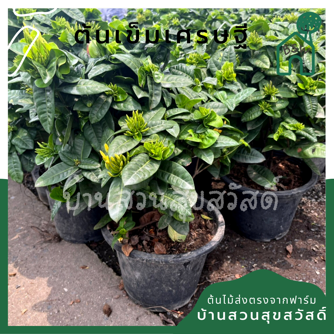 ต้นเข็ม เศรษฐี กระถางใหญ่ 11 นิ้ว พุ่มสูง ดอกมี 2 สี เข็มใบใหญ่ๆ
