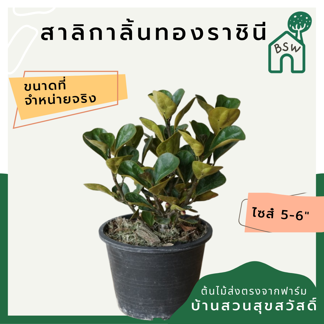สาลิกาลิ้นทองราชินี (Ficus Annulata 'Queen') ไม้ใบสวยในกระถางพร้อมตั้ง