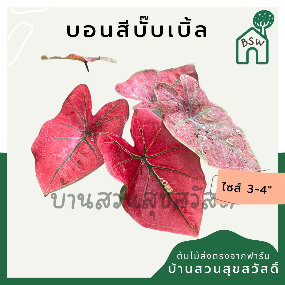 บอนบั้บเบิ้ล (Caladium 'Bubble') ไม้ใบสวยในกระถางพร้อมตั้ง
