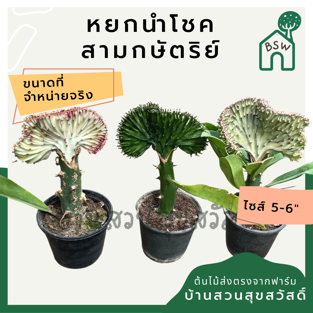 หยกสามกษัตริย์ กระถาง 6 นิ้ว เป็นไม้แดด ทนแล้งได้ดี