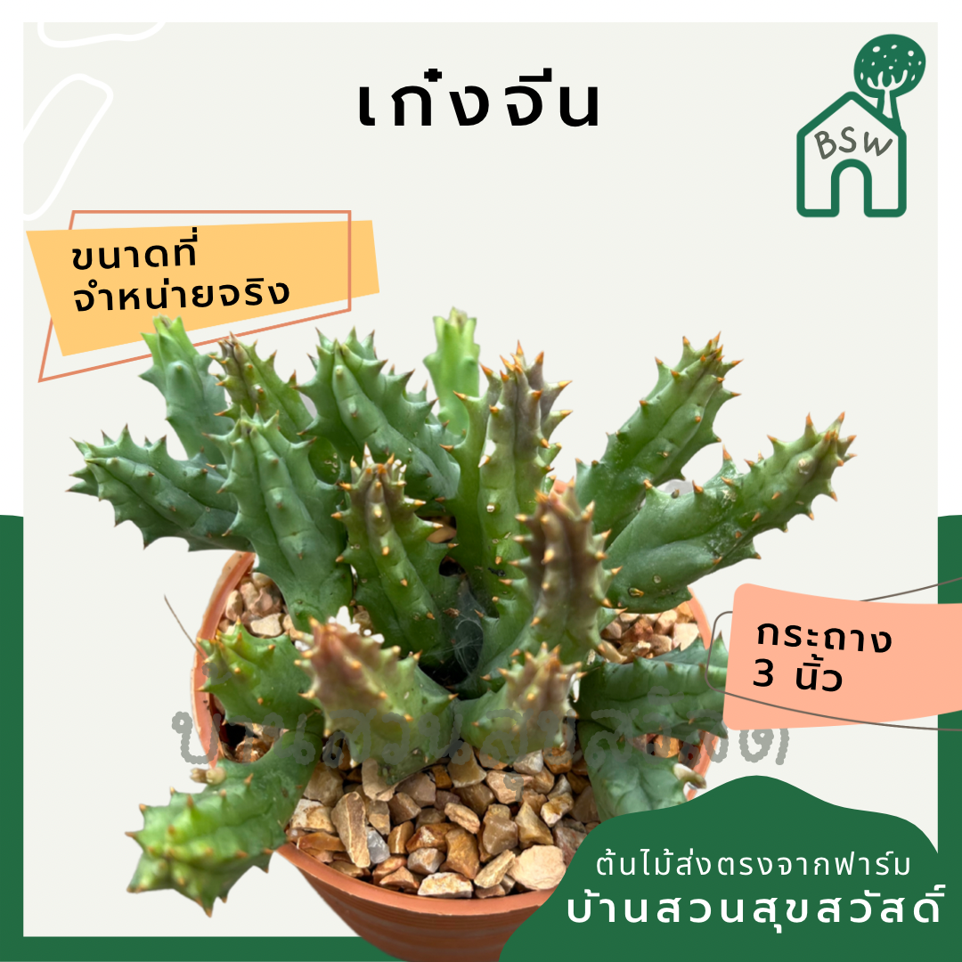 แคคตัสเก๋งจีน (Huernia) กระบองเพชรในกระถางพร้อมตั้ง