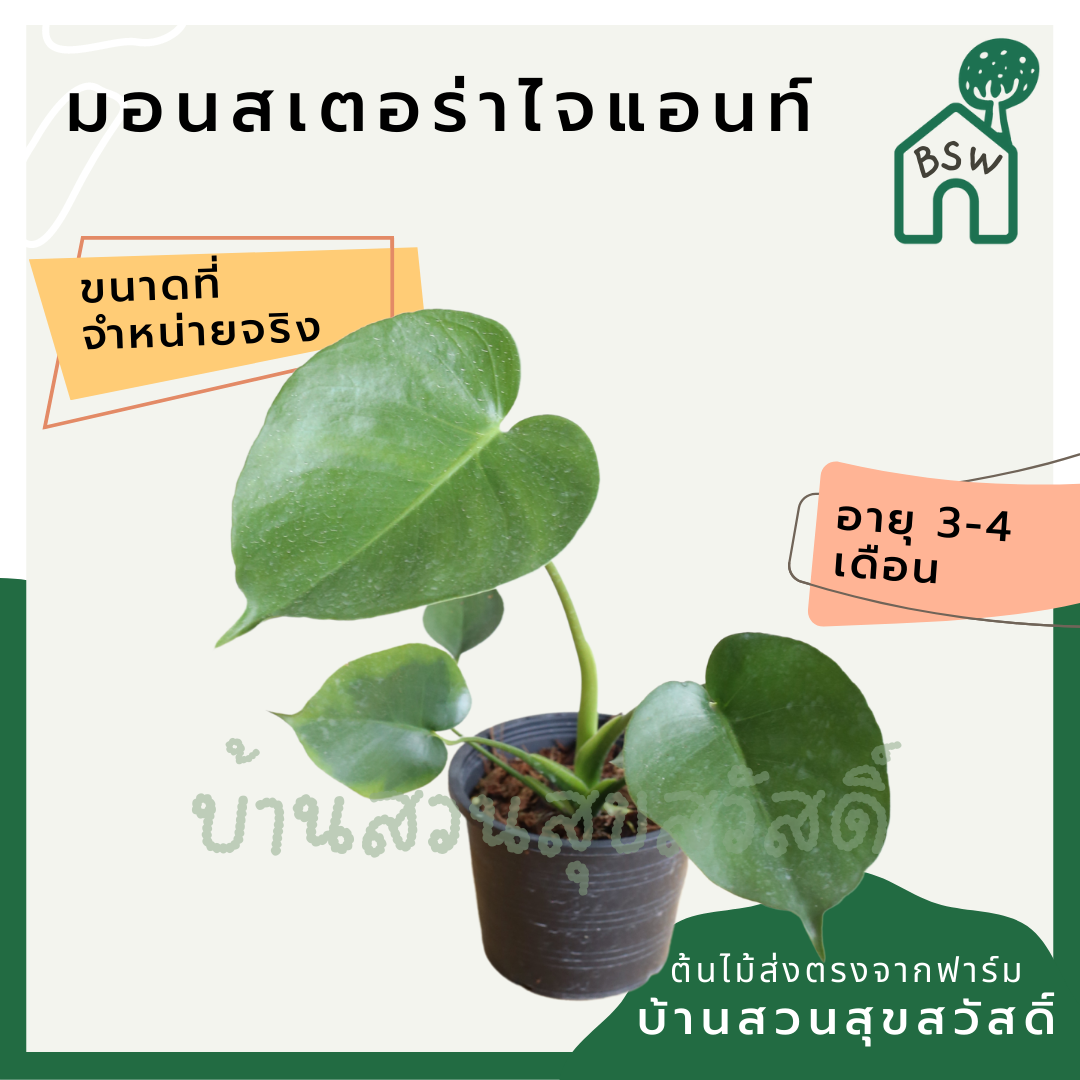 มอนสเตอร่า (Monstera Deliciosa) ไม้ฟอกอากาศยอดนิยมในกระถาง