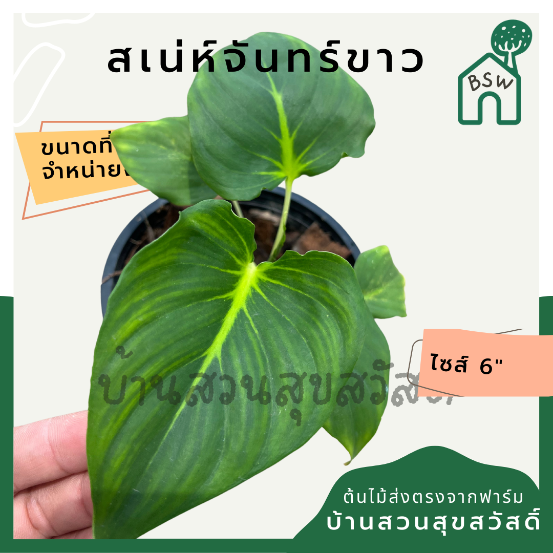 เสน่ห์จันทร์ขาว (Homalomena 'Saneh Chan Khao') ไม้มงคลในกระถางพร้อมตั้ง