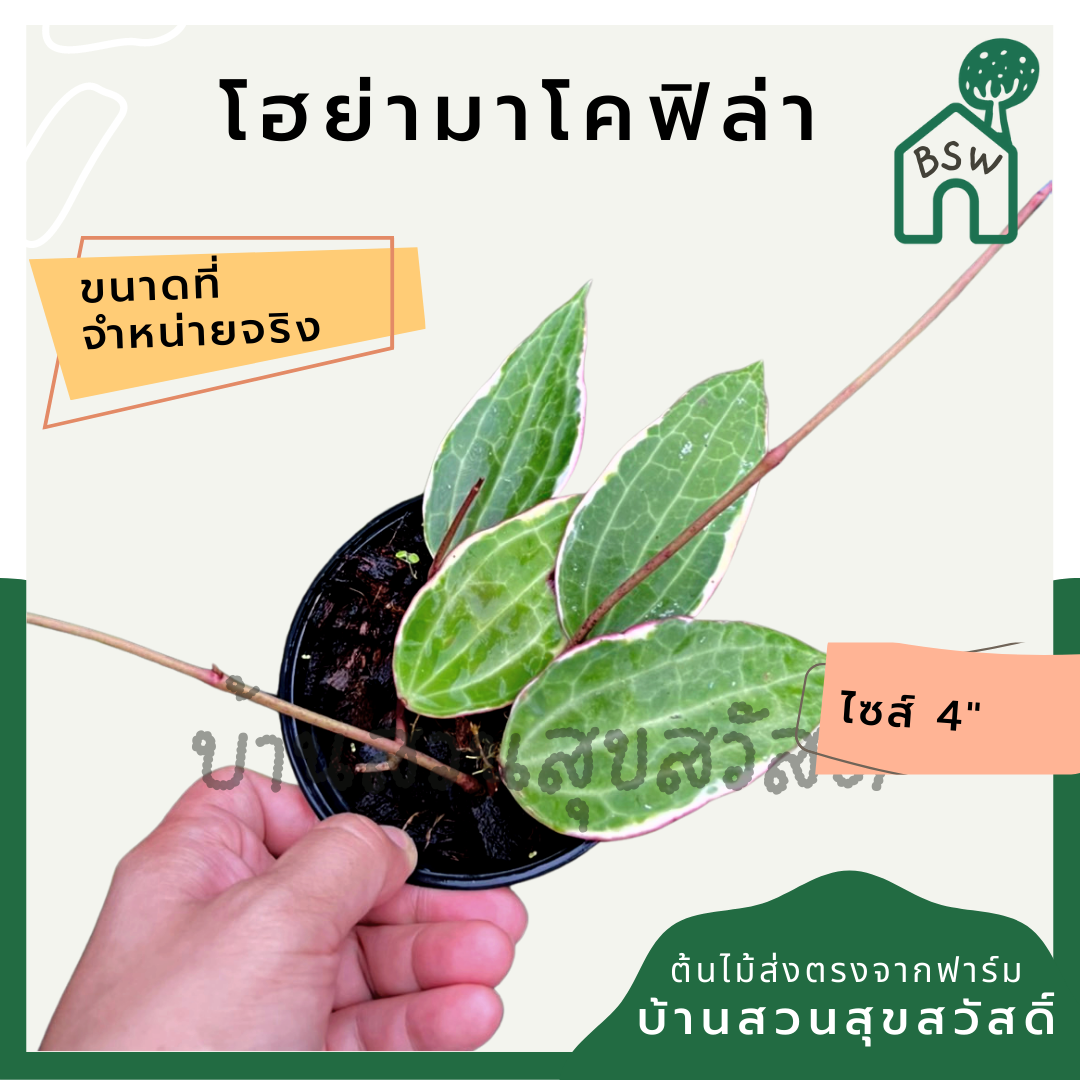 โฮย่า มาโครฟิลล่า มาในกระถางพร้อมตั้ง ไม้รำไรออกดอกสวย ออกดอกเก่ง