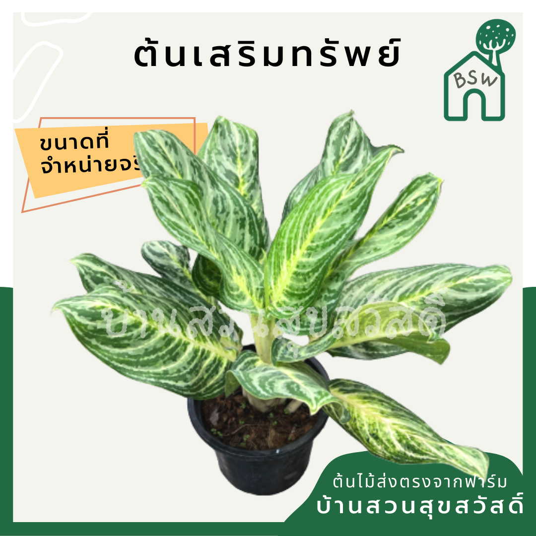 เสริมทรัพย์ (Aglaonema 'Serm Sap') ไม้มงคลในกระถาง 11 นิ้ว