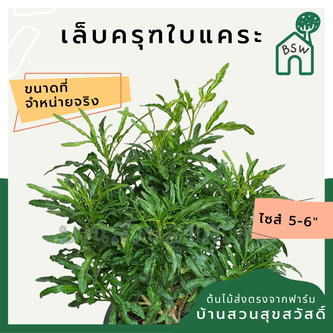 เล็บครุฑใบแคระ (Polyscias Balfouriana) ไม้ใบสวยในกระถางพร้อมตั้ง