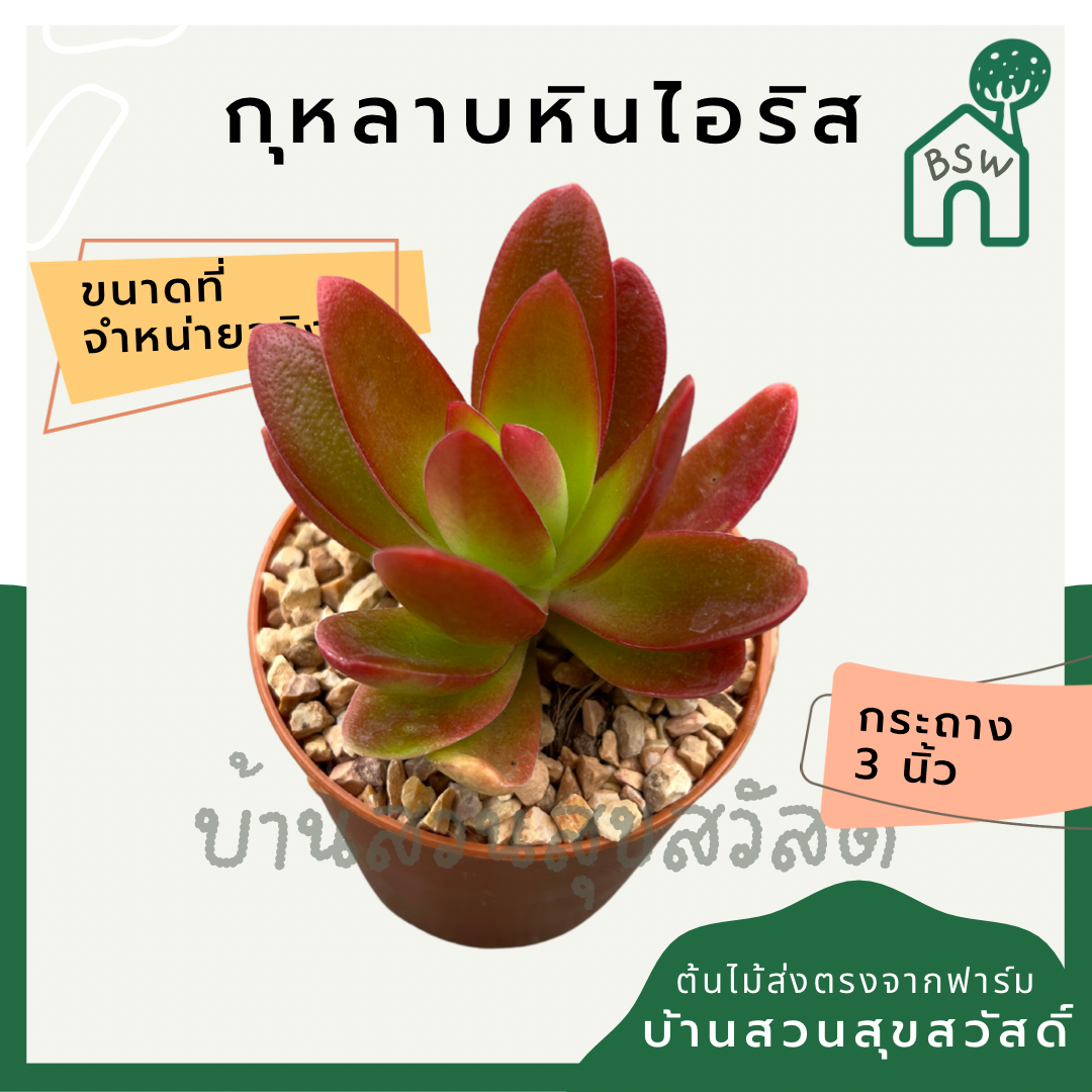 แคคตัสกุหลาบหินไอริช (Echeveria 'Irish Rose') กระบองเพชรในกระถางพร้อมตั้ง