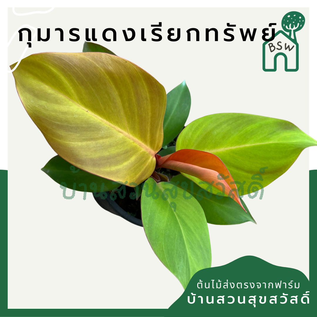 กุมารแดงเรียกทรัพย์ (Aglaonema 'Kumarn Daeng') ไม้มงคลในกระถางพร้อมตั้ง