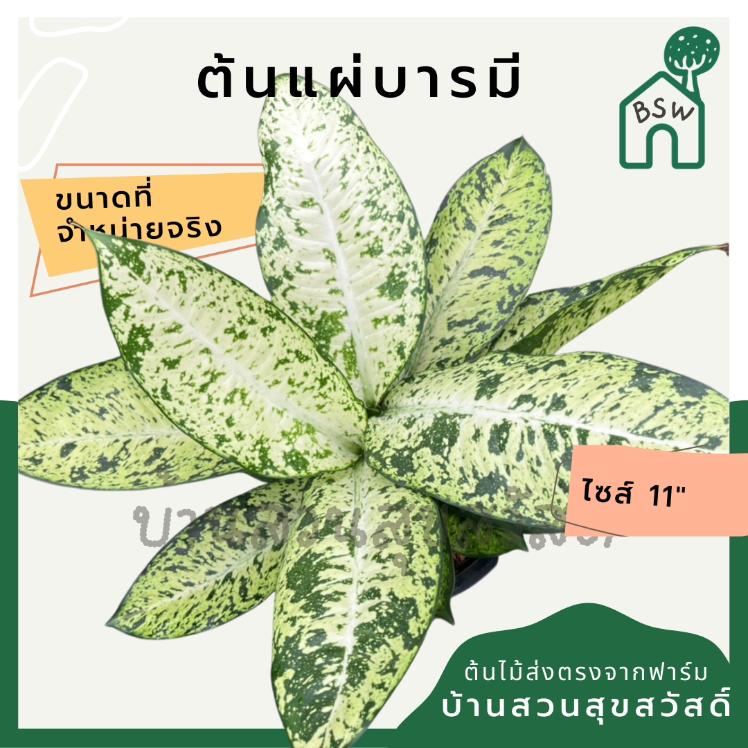 แผ่บารมี (Polyscias Fruticosa) ไม้มงคลในกระถาง 11 นิ้ว