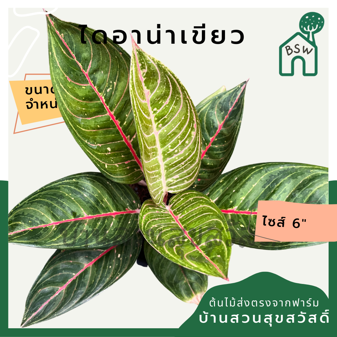 ไดอาน่าเขียว กระถาง 5-6 นิ้ว อโกลนีมา ด่างแบบโดดเด่น aglaonema ไม้แรร์