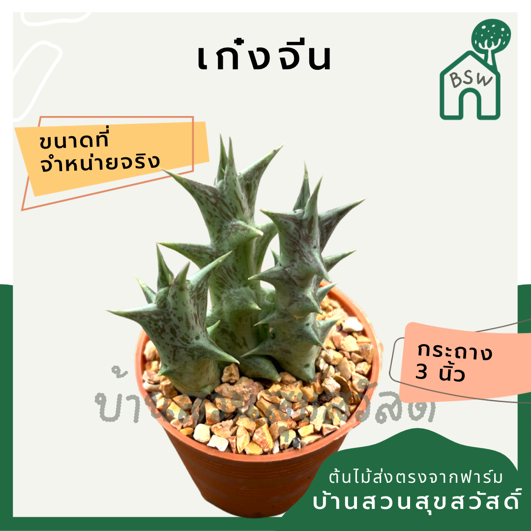 แคคตัสเก๋งจีนลายม่วง (Huernia) กระบองเพชรในกระถางพร้อมตั้ง