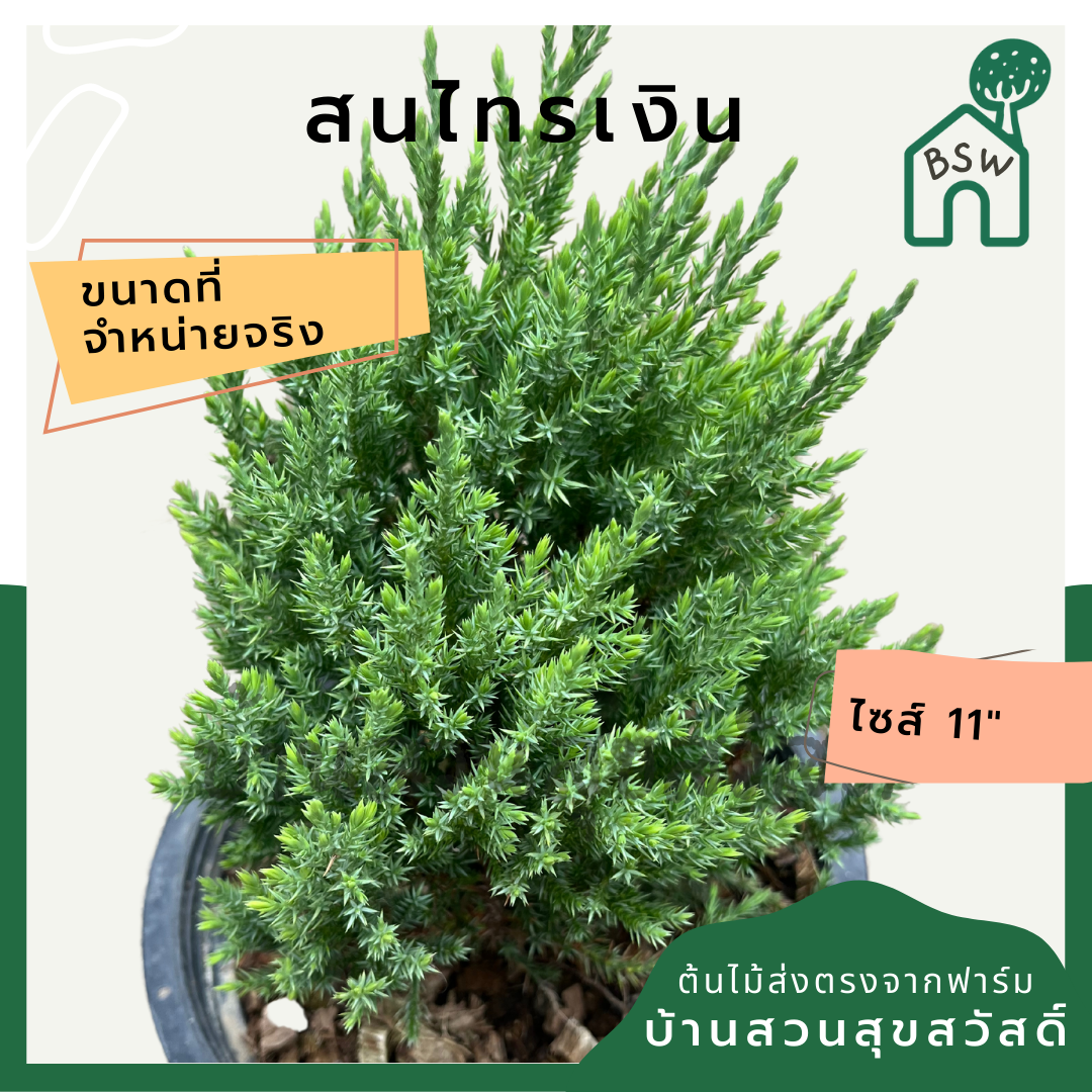 สนไทรเงิน กระถาง 11 นิ้ว ต้นสนไทรเงิน เป็นไม้แดด ไม้แต่งสวนสไตล์อังกฤษ