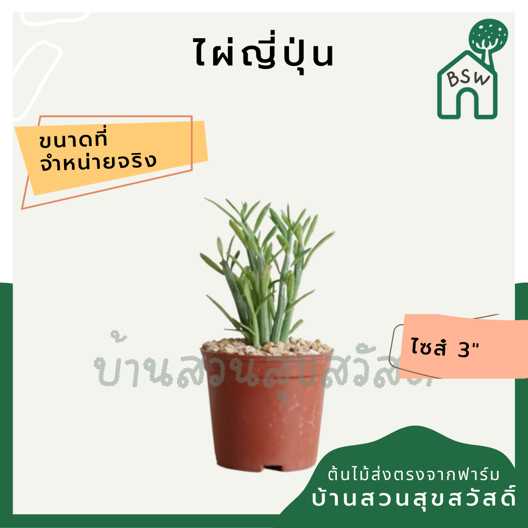 แคคตัสไผ่ญี่ปุ่น (Hylocereus Undatus) กระบองเพชรในกระถางพร้อมตั้ง
