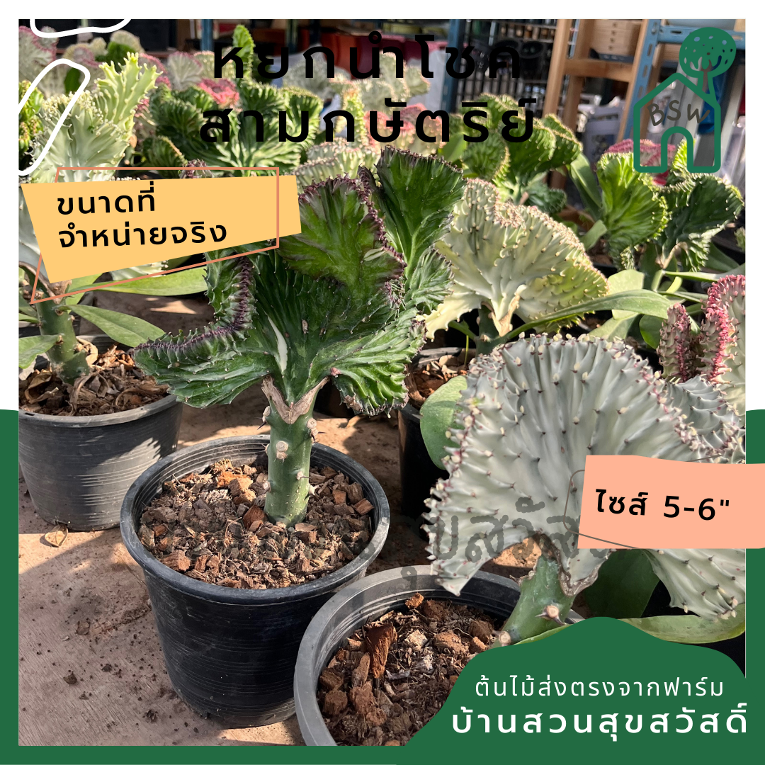 หยกสามกษัตริย์ กระถาง 6 นิ้ว เป็นไม้แดด ทนแล้งได้ดี