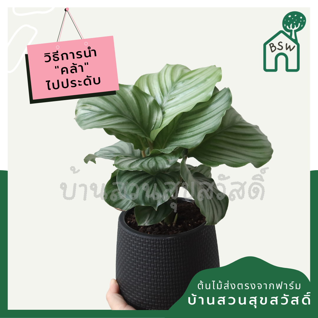 คล้าใบตอง (Calathea) ไม้ใบสวยในกระถางพร้อมตั้ง