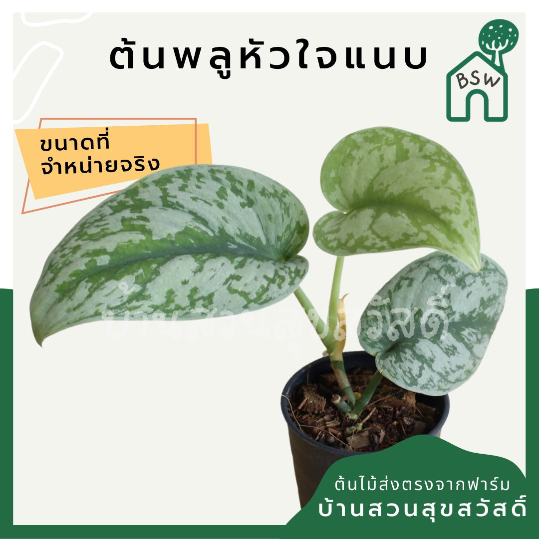 พลูหัวใจแนบซิลเวอร์ (Silver Pothos) ไม้ใบสวยฟอกอากาศในกระถางพร้อมตั้ง