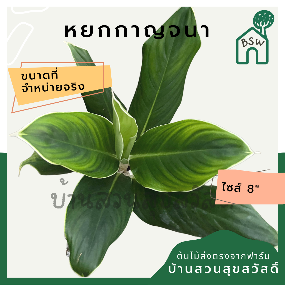 หยกกาญจนา | Hokkanchana | ไม้มงคล ว่านรวยล้นฟ้า กระถาง 8 นิ้ว