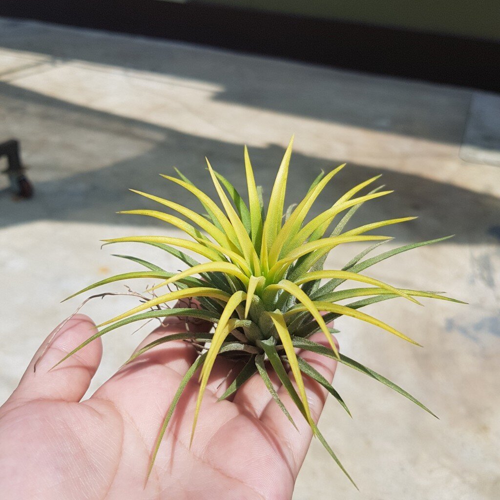 ทิลแลนเซีย มีหลายแบบ มีราคาส่ง คละได้นะคะ