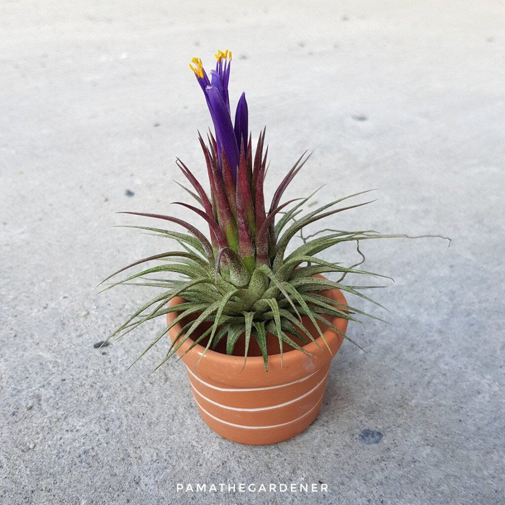 ทิลแลนเซียต้นทรงดอกบัว Tillansia ionantha druid *ปกติใบเป็นสีเขียว