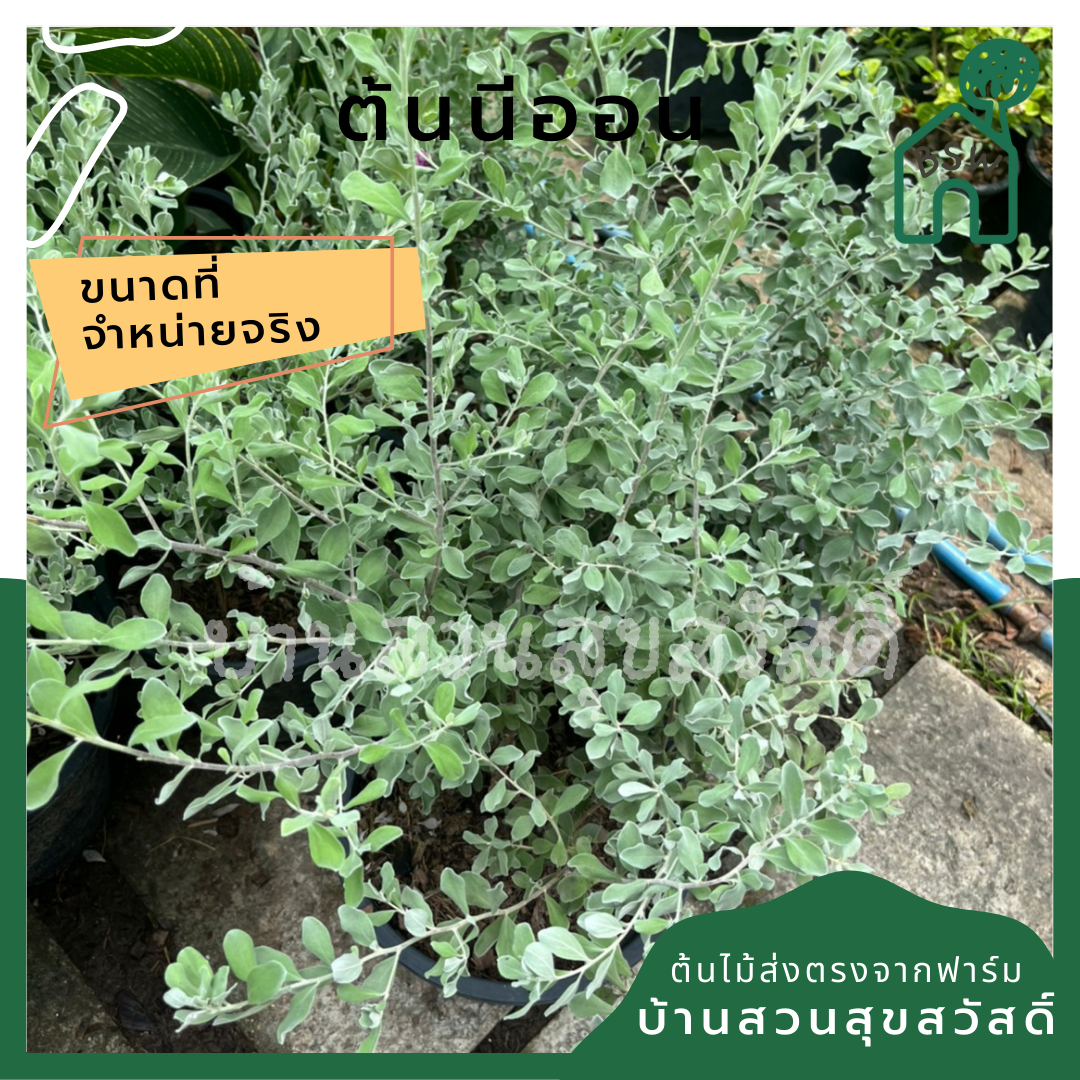 นีออน (Plectranthus Argentatus) ไม้ใบกำมะหยี่ในกระถาง 11 นิ้ว