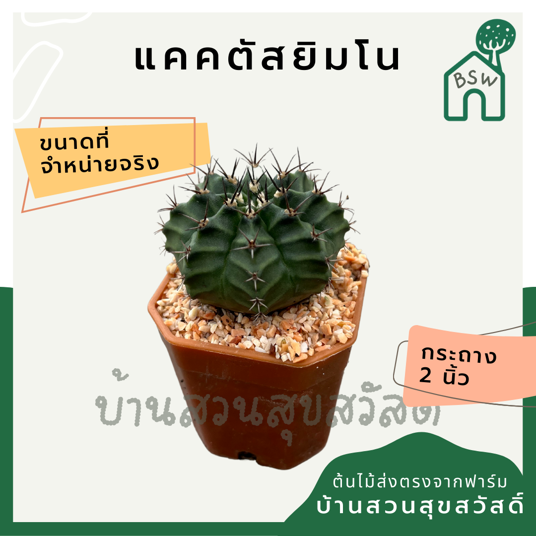 แคคตัสยิมโน (Gymnocalycium) กระบองเพชรในกระถางพร้อมตั้ง