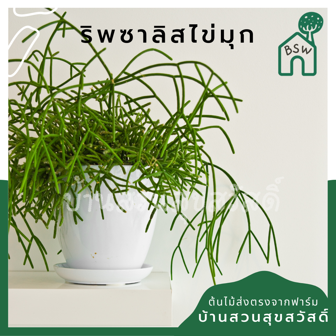 ริพซาลิส ไข่มุก ในกระถาง 4 นิ้ว Mistletoe Cactus