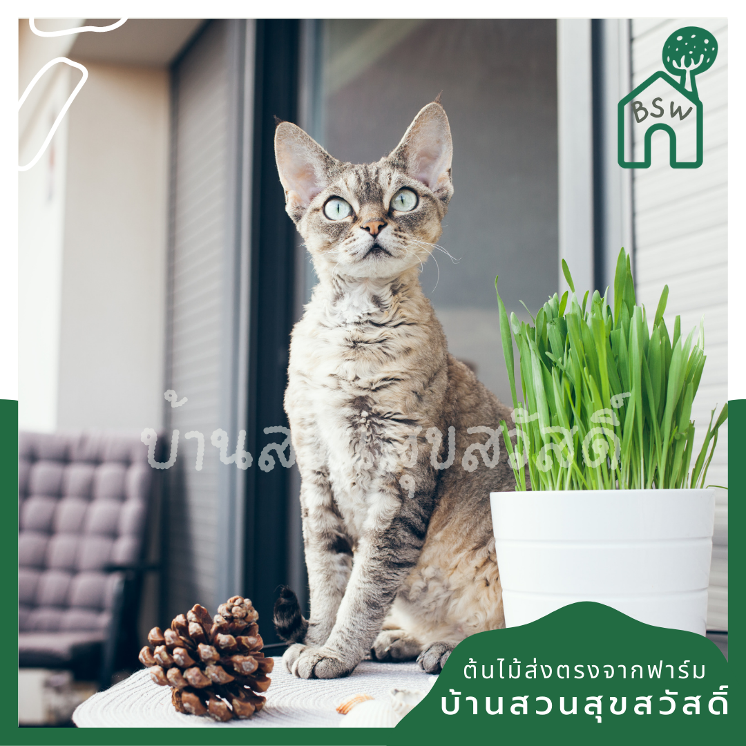 ต้นข้าวสาลี ให้น้องหมา น้องแมว ทานได้