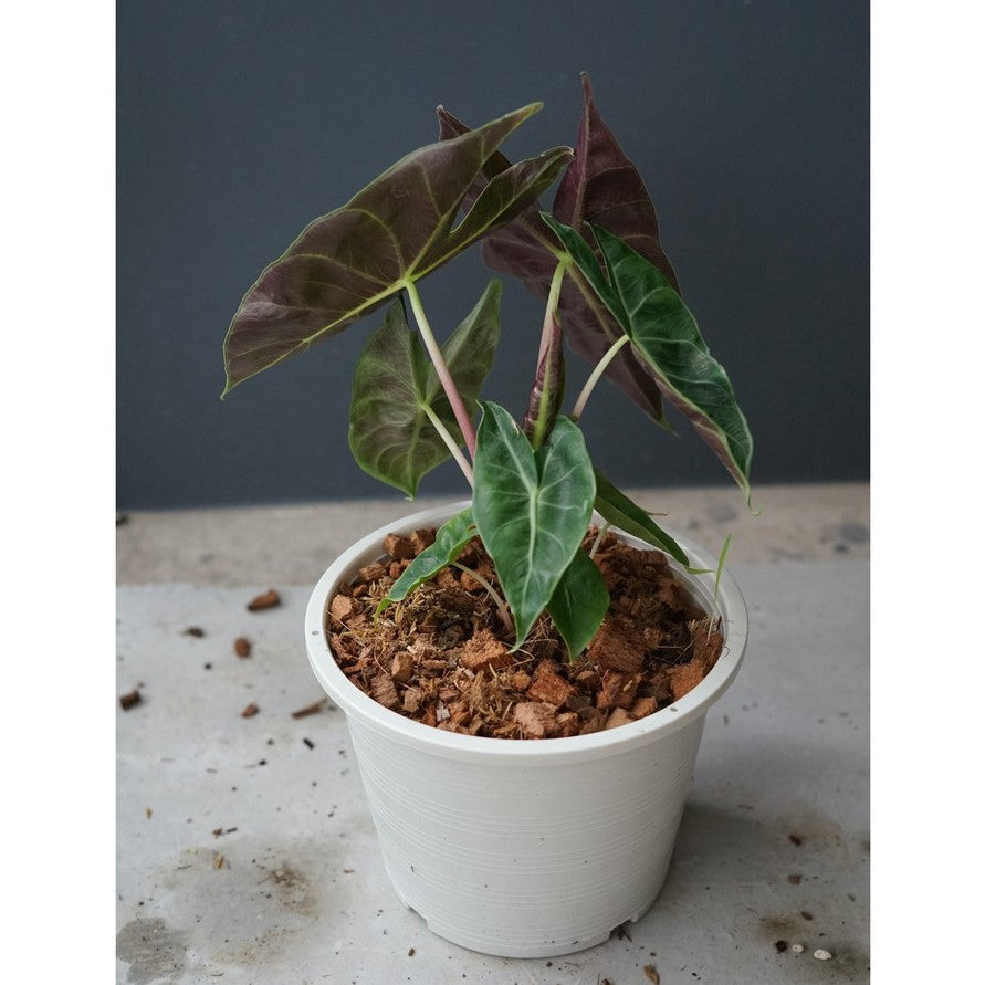แก้วสารพัดนึกก้านชมพู (Alocasia Pink Dragon) ไม้มงคลในกระถางพร้อมตั้ง