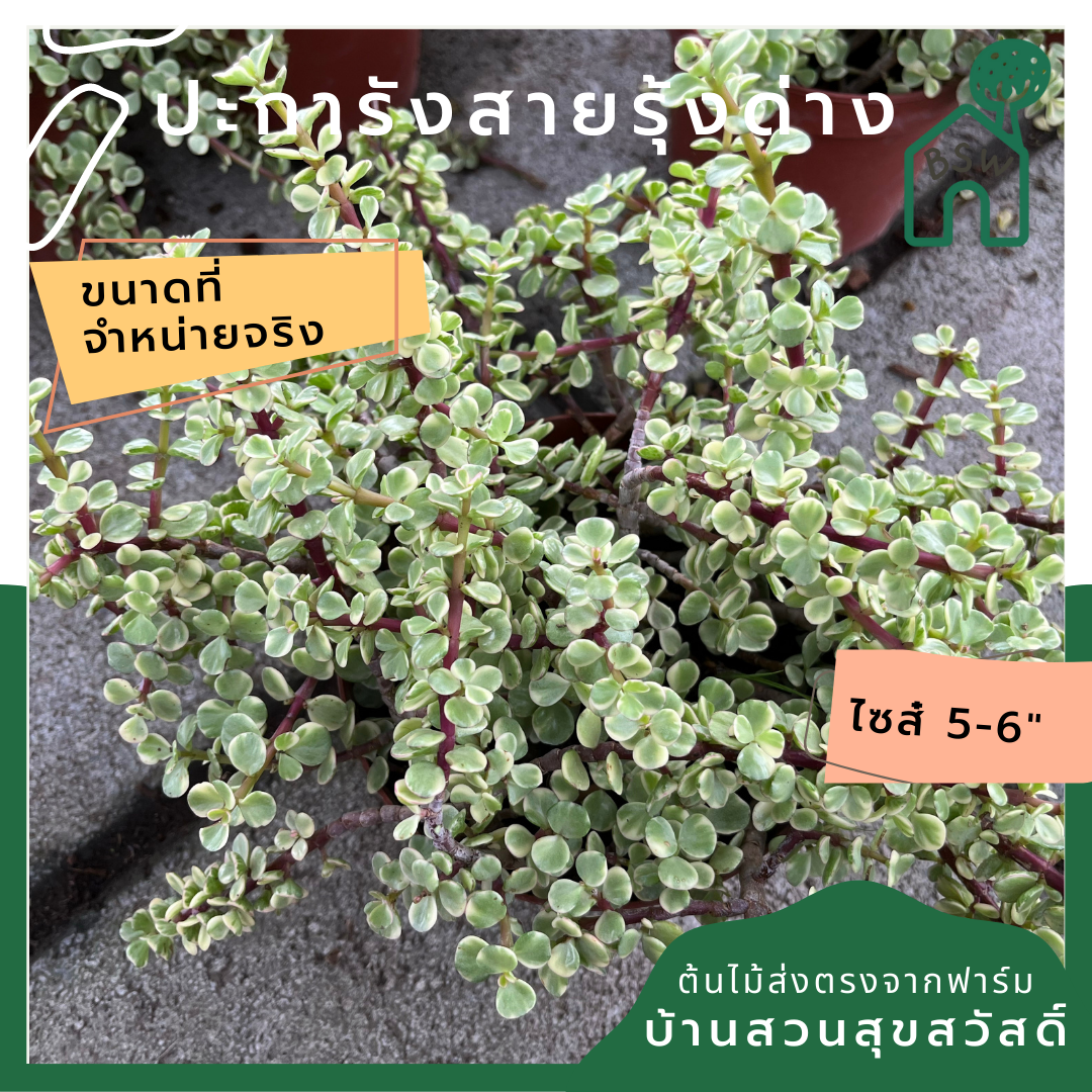 ปะการังสายรุ้งด่าง (Euphorbia Tirucalli 'Sticks on Fire') ไม้โชว์สีในกระถางพร้อมตั้ง