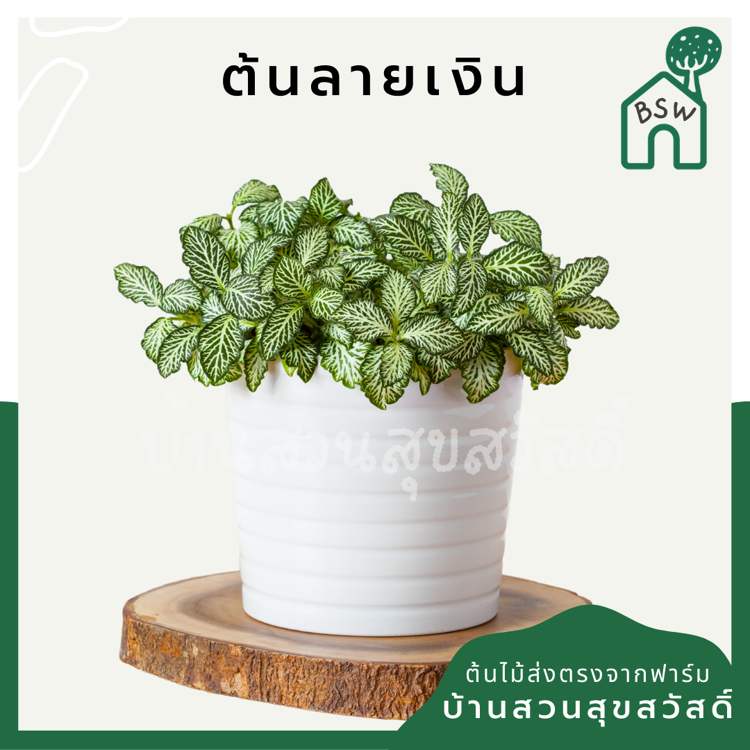 ลายเงิน (Callisia Repens) ไม้มงคลในกระถางพร้อมตั้ง