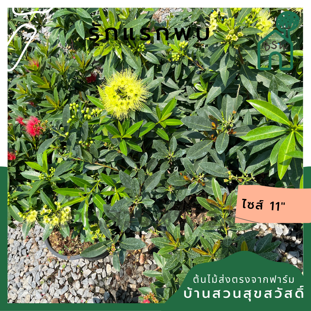 รักแรกพบ ต้นรักแรกพบ กระถาง 11 นิ้ว ไม้แดด ต้นใหญ่สวยมาก ออกดอกตลอดปี