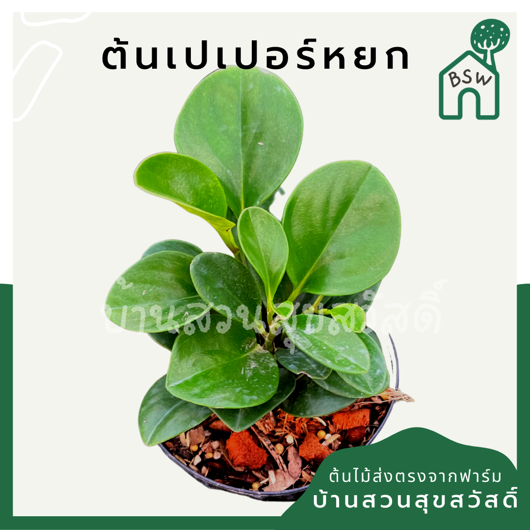 เปเปอร์หยก (Peperomia Obtusifolia) ไม้อวบน้ำในกระถาง 4 นิ้ว
