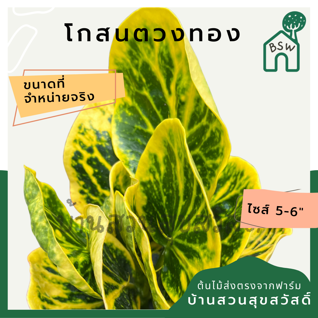 โกสนตวงทอง กระถาง 5-6 นิ้ว ต้นโกสน เป็นไม้แดด ไม้ด่างสวย ใบสีสันสดใส