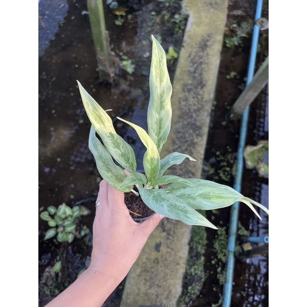 รวมอโกลนีม่า Aglonema