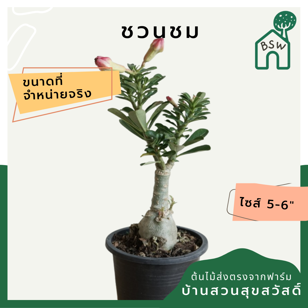 ต้นชวนชม 6 นิ้ว ไม้โขดสวย ทนแดดจัดได้ดีมาก ไม่ต้องรดน้ำเยอะ ชอบแล้งๆ