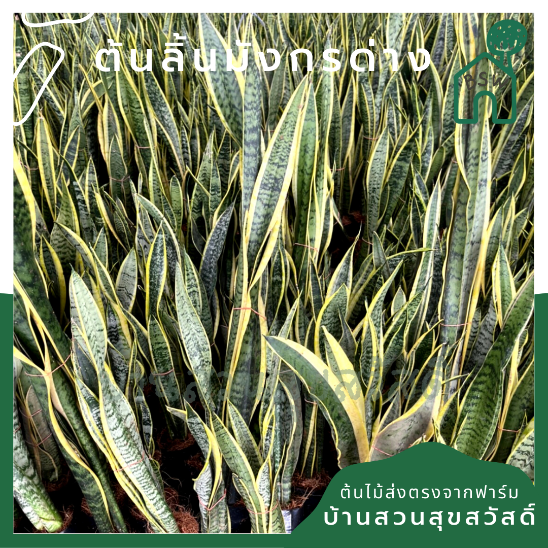 ลิ้นมังกรด่างเหลือง (Sansevieria Trifasciata 'Laurentii') ไม้ฟอกอากาศในถุงดำ