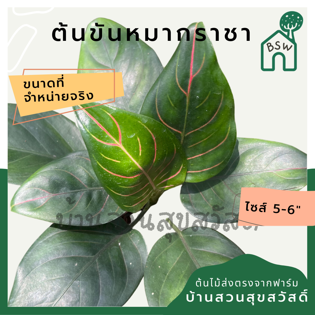 ต้นขันหมากราชา อโกลนีมาเส้นใบสีสวย