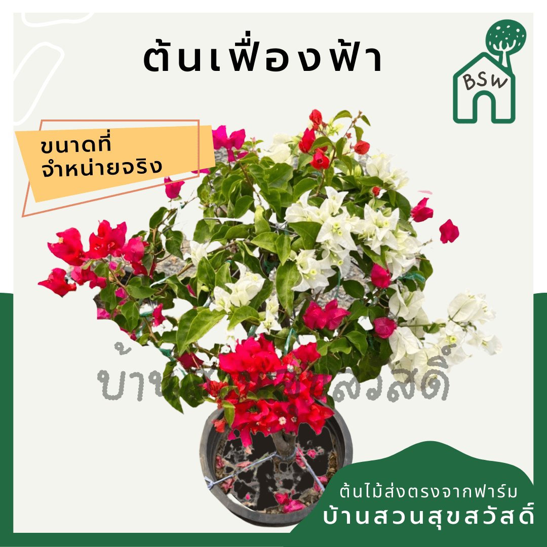 เฟื่องฟ้าทรงไทร (Bougainvillea) ไม้ดอกแดดจัดในกระถาง 8 นิ้ว - Pamathegardener