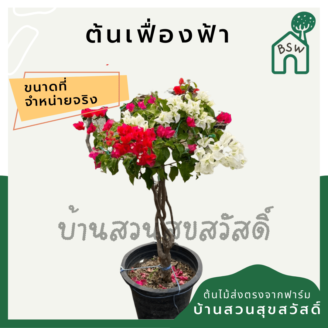 เฟื่องฟ้าทรงไทร (Bougainvillea) ไม้ดอกแดดจัดในกระถาง 8 นิ้ว - Pamathegardener